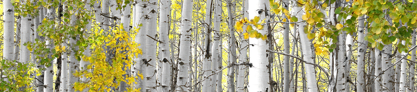 Title:    White Aspen