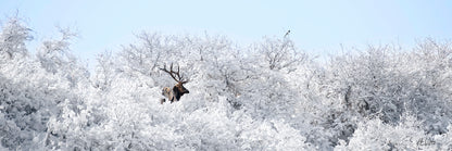 Title:    Crowned in Winter - Panoramic