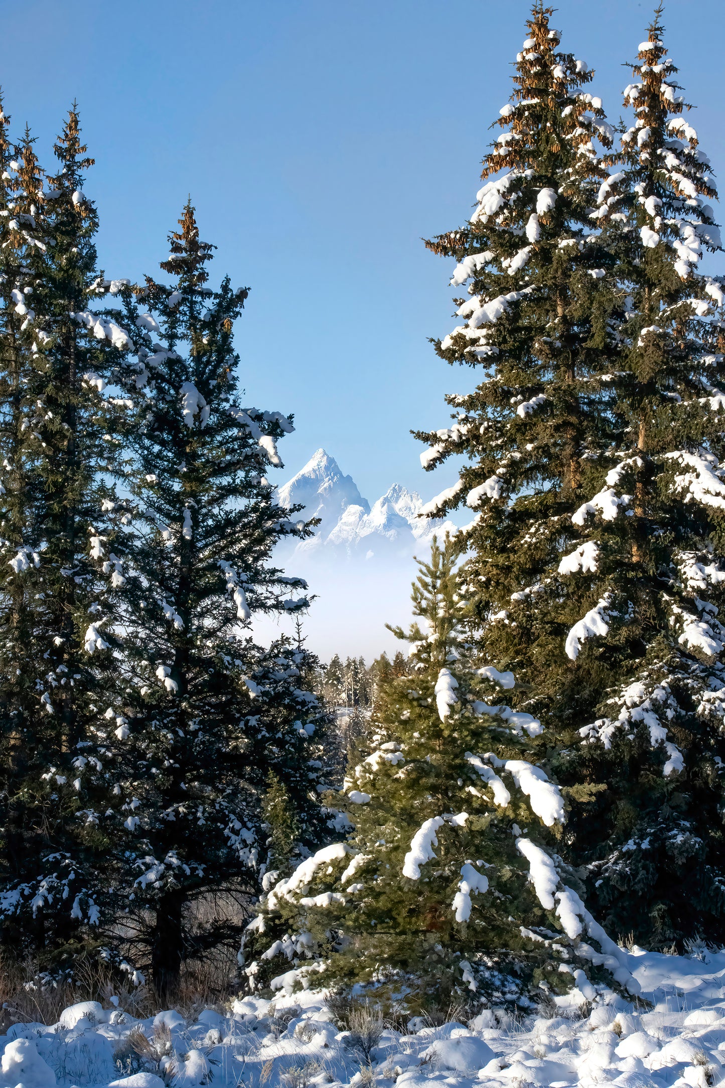 Title:    Buffalo Fork Vista