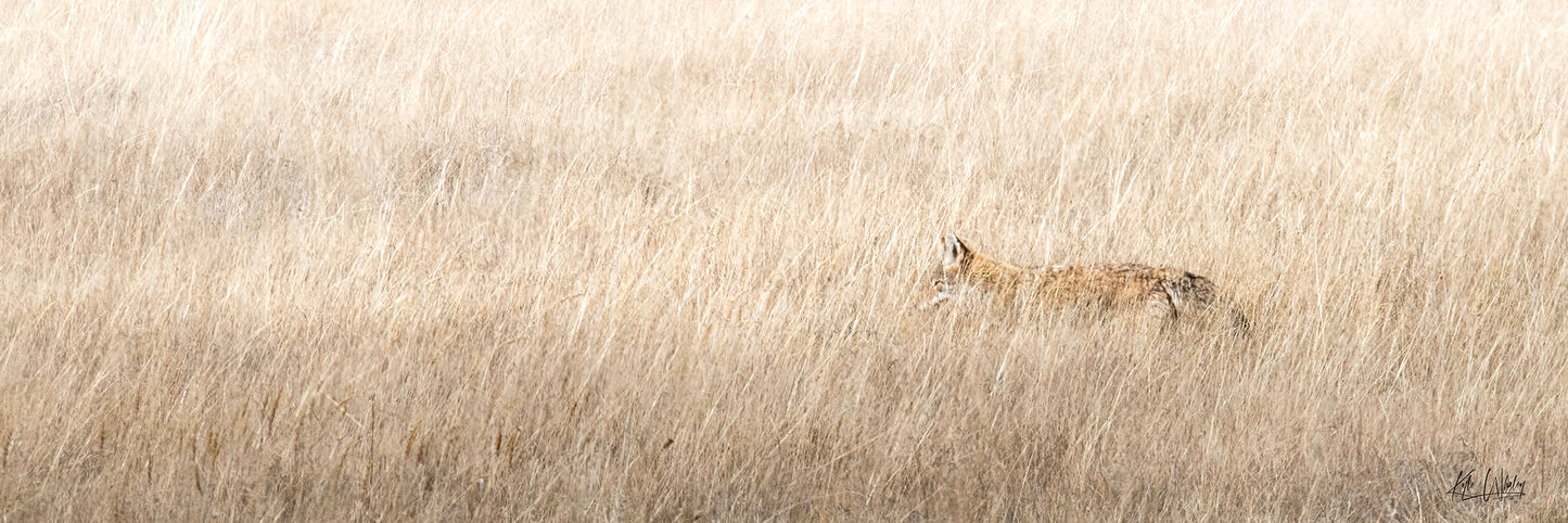 Title:    Ghost of the Grasslands