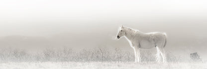 Title:    Ghost of the Prairie