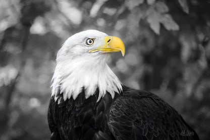 Title:    Eagle's Gaze